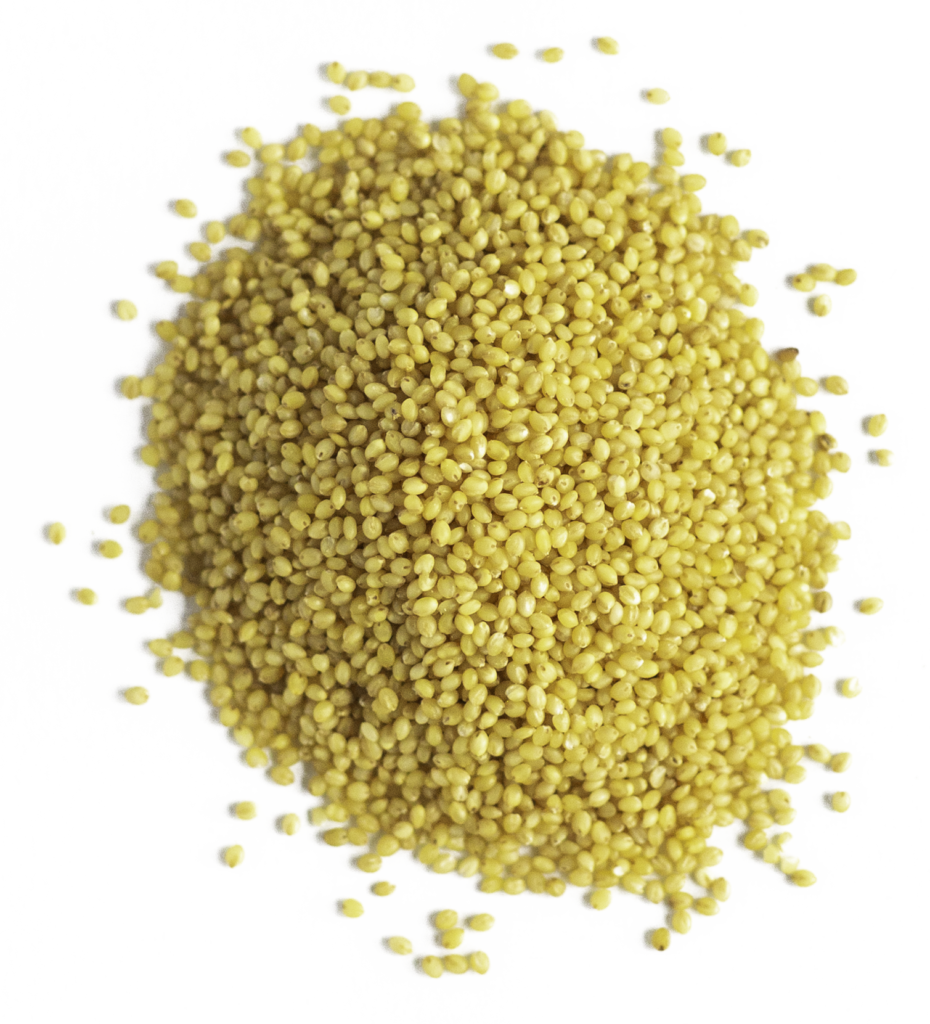 FOXTAIL MILLET